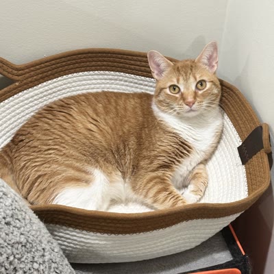 Chat dans le panier en corde