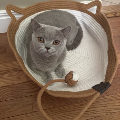 Chat dans le panier en corde