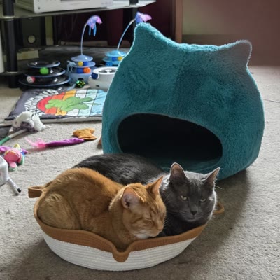 Chat dans le panier en corde